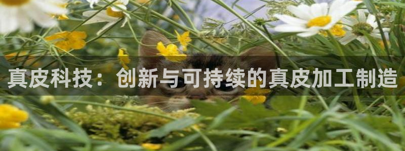 pg电子棋牌爆发视频